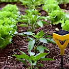A Guide to Smart Gardening