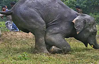 [Pics] Mama Elephant Never Expected This When She Went Into Labor. Her Reaction Is Priceless