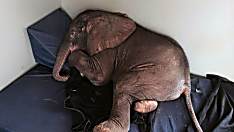 [Pics] Abandoned Baby Elephant Is Deeply Depressed. Then He Makes Friends With This Special Creature