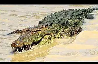 Crocodile Eats Preacher Giving Baptism