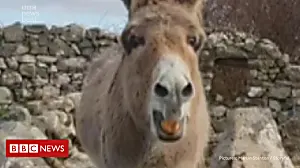 Meet Harriet: Ireland's singing donkey