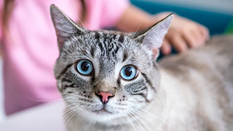 Help protect your cat’s vital kidney function and increase appetite with this food