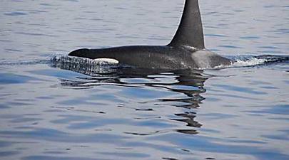 Australie : des orques libèrent une baleine à bosse empêtrée dans un filet