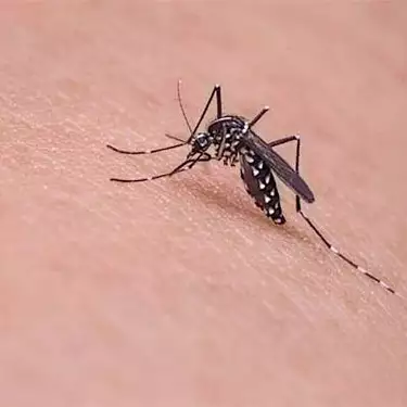 衛生部：Tawa-tawa、bayabas at siling labuyo bilang gamot sa dengue、'di pa napapatunayan