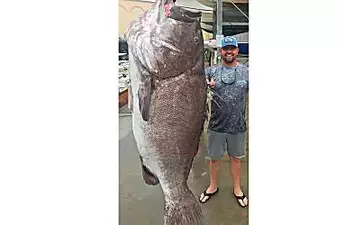 Florida man catches oldest grouper fish, 50, in state records