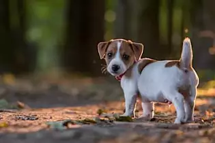 [immagini] Ecco le migliori razze di cani per anziani