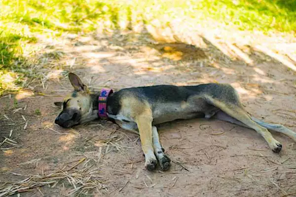 [História] Pai enterra cão no quintal. 2 noites depois, o filho ouve os latidos familiares à noite e descobre a verdade