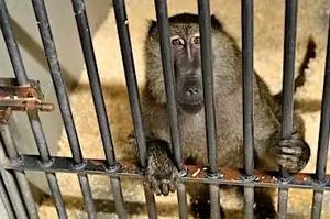 Η γαλλική εκστρατεία έρευνας για τα πρωτεύοντα προκαλεί αντιδράσεις από ομάδες για τα δικαιώματα των ζώων Η γαλλική εκστρατεία έρευνας για τα πρωτεύοντα προκαλεί αντιδράσεις από ομάδες για τα δικαιώματα των ζώων