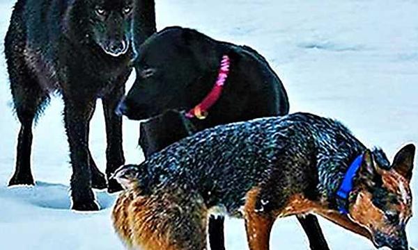 [Gallery] Wild Wolf Enters A Dog Park And Everyone Witnesses A 'Miracle'
