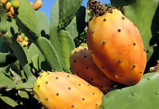 Cactus Pear May Become the New Superfood Crop