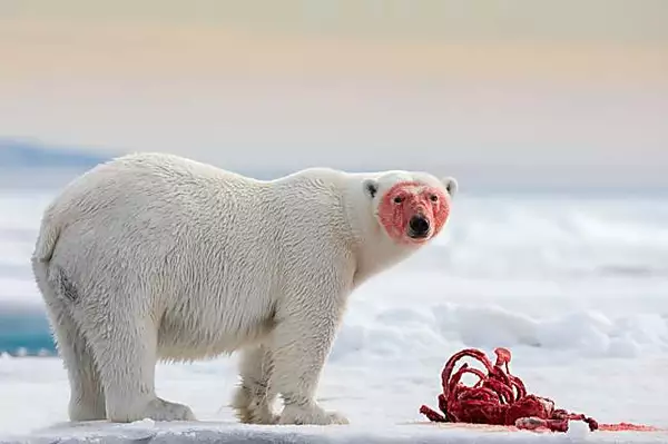 Polar Bear’s Cry for Help - The Twist You Didn’t See Coming