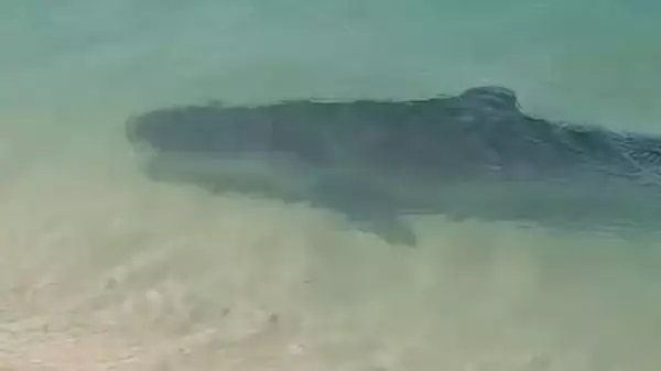 海滩上发生虎鲨袭击事件