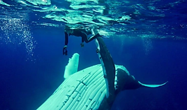 [Galerie] Une baleine refuse de laisser la plongeuse tranquille, elle finit par comprendre pourquoi
