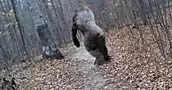Most Disturbing Images Caught By Trail Cameras