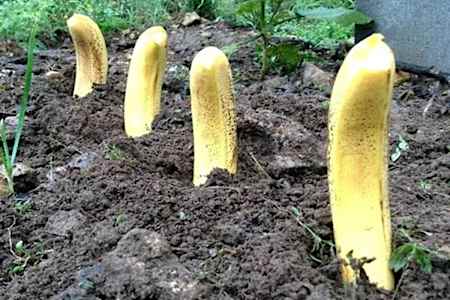 [Pics] Plant Bananas All Over Your Garden, Look What Happens A Week Later