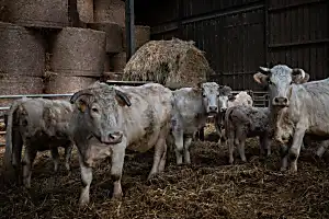 Η γαλλική οργάνωση τροφίμων αναζητά ετικέτες για την καλή διαβίωση των ζώων για κρέας, γαλακτοκομικά, αυγά