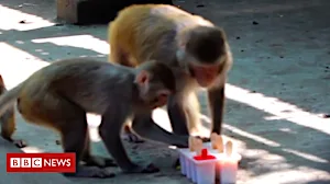 Fruit ice lollies for India zoo animals