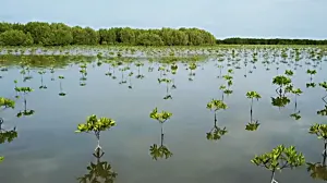 This is what 10 years of reforestation can do