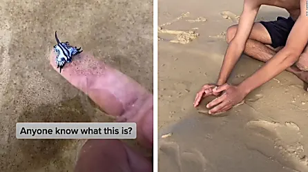 Un joven jugó con una "criatura alienígena" marina sin saber que podría haber muerto | Video