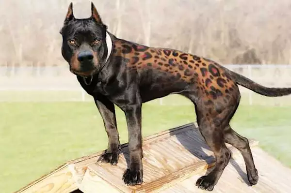 30 Fantastic Dog Breeds You Never Heard Of !