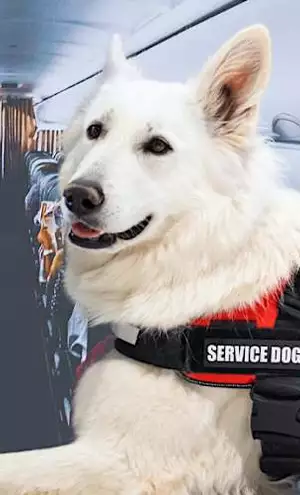 [Pics] Flight Attendant Mocked Service Dog. Then A Quiet Passenger Did Something That Stopped The Entire Flight