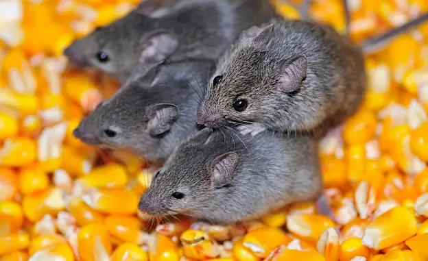 Ratten? Mäuse? Insekten? Dieses Gerät vertreibt alles