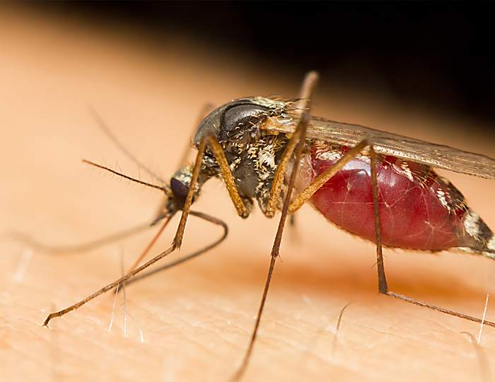 El repelente más eficaz para protegerte de los mosquitos