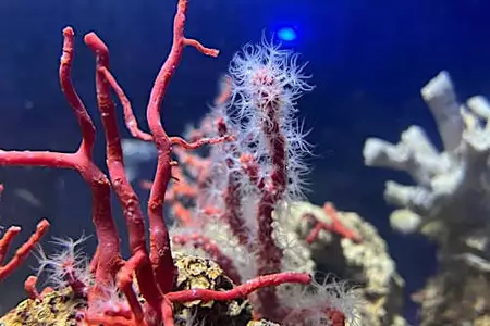 地中海紅珊瑚「致命吸引力」 潛水員冒險採紅金 地中海紅珊瑚「致命吸引力」 潛水員冒險採紅金