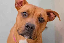 Voters in Denver overwhelmingly pass ballot measure to repeal pit bull ban