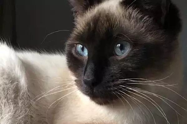 如果你的貓聞你的臉，這真的意味著