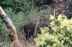 Γρεβενά: Ο 50χρονος πάλεψε με το αγριογούρουνο που του επιτέθηκε - Παραμένει στο νοσοκομείο Γρεβενά: Ο 50χρονος πάλεψε με το αγριογούρουνο που του επιτέθηκε - Παραμένει στο νοσοκομείο