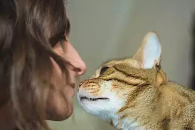 [Pics] If Your Cat Sniffs Your Face Heres What It Actually Means