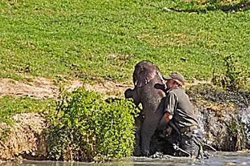[Photos] Man Saves Her Baby Then Mama Elephant Does This
