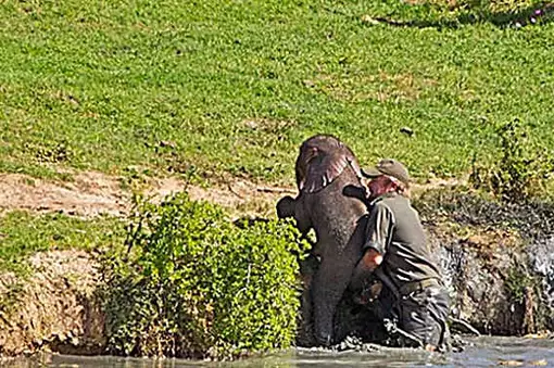 [Photos] Man Saves Her Baby Then Mama Elephant Does This