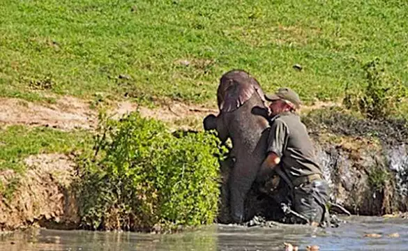 [Photos] Man Saves Her Baby Then Mama Elephant Does This