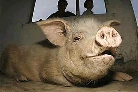 四川大地震で救助された豚、今の姿は衝撃的だ！