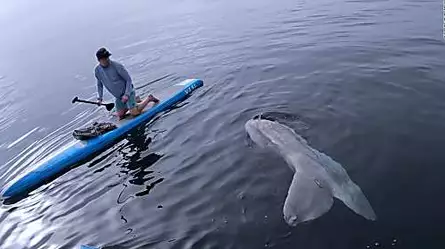 Surfista confunde a una enorme criatura con un tiburón | Video