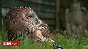 Sanctuary takes in more poisoned owls
