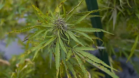 From marijuana to minimum wage, new laws going into effect in 2023