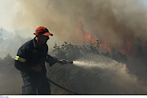 Τραγωδία στην Εύβοια: Αγριογούρουνα κατασπάραξαν πυροσβέστη που είχε εξαφανιστεί