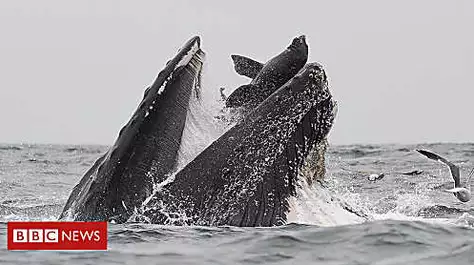 Whale 'swallowing' sea lion caught on camera