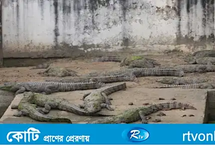 বরগুনায় বেড়াতে গিয়ে কুমিরের থাবায় পর্যটকের মৃত্যু