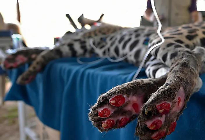 Scorched jaguar returns home after Brazil fire ordeal