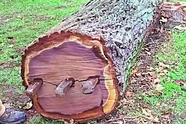 [Pics] Ex-Police Dog Barking At Tree, Dad Cuts It Down