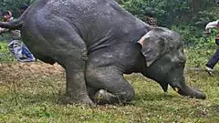 [Pics] This Mama Elephant Never Expected To Give Birth To This