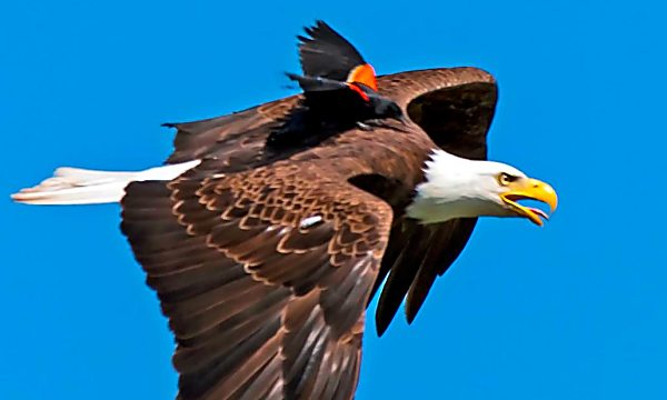 A blackbird hopped on the back of a bald eagle, but it turns out that it wasn't a joyride