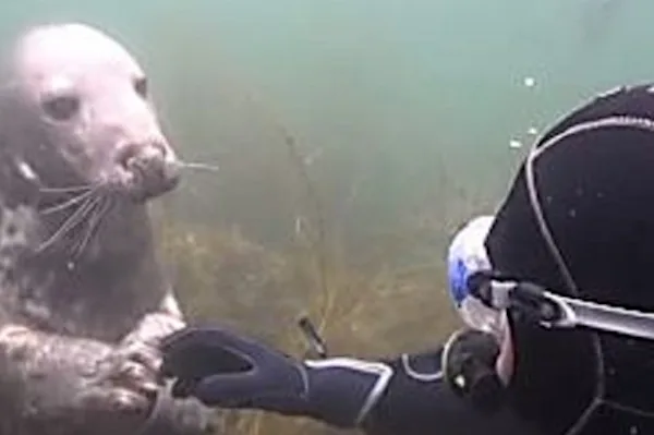 [Photos] Un loup de mer refusait de laisser un plongeur tranquille, il en a réalisé la raison par la suite