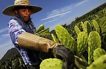 Could Mexico cactus solve world's plastics problem?