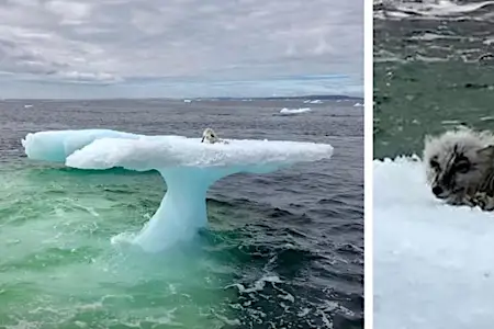 [Galería] Los pescadores ven a una criatura gris en un iceberg y quedan sin palabras