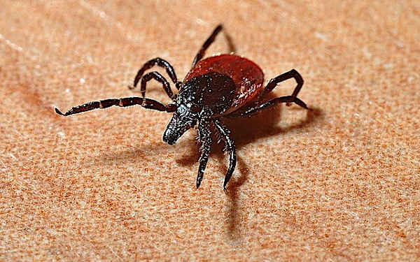 Cómo actuar ante una picadura de garrapata Cómo actuar ante una picadura de garrapata